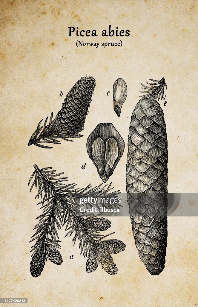 Botany plants antique engraving illustration: Picea abies (Norway spruce)