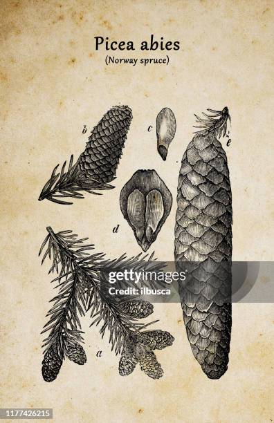 botany plants antique engraving illustration: picea abies (norway spruce) - pine cone white background stock illustrations