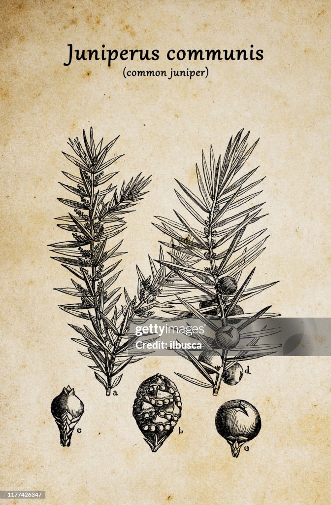 Botany plants antique engraving illustration: Juniperus communis (common juniper)