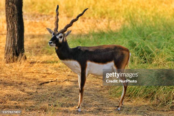 685 Blackbuck Photos and Premium High Res Pictures - Getty Images 685 Blackbuck Photos and Premium High Res Pictures - Getty Images