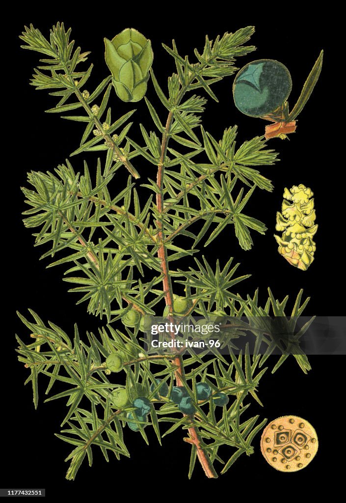 Juniper, cade