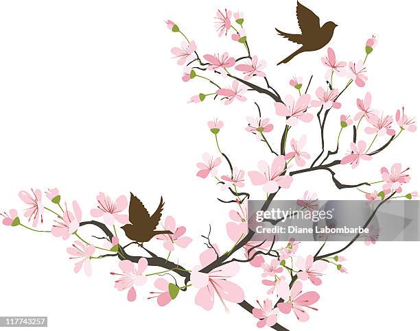 ilustrações, clipart, desenhos animados e ícones de dois marrom sparrows silhueta e flores de cerejeira branch - cerejeira árvore frutífera