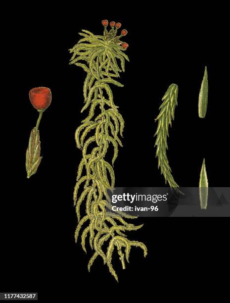 peat moss - castor oil plant stock illustrations