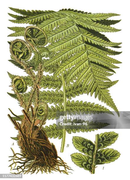 far - castor oil plant stock illustrations