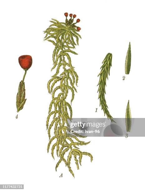 peat moss - castor oil plant stock illustrations