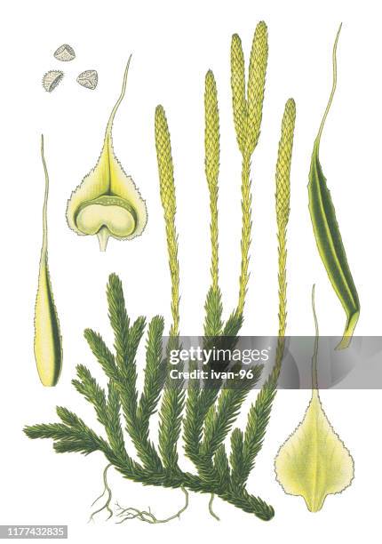 lycopodium, moss - castor oil plant stock illustrations