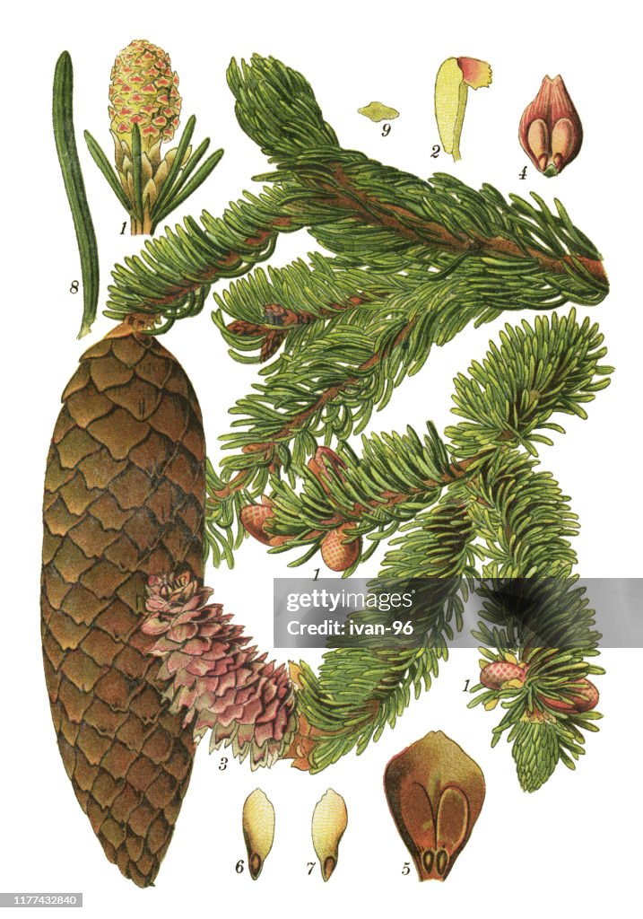 Spruce