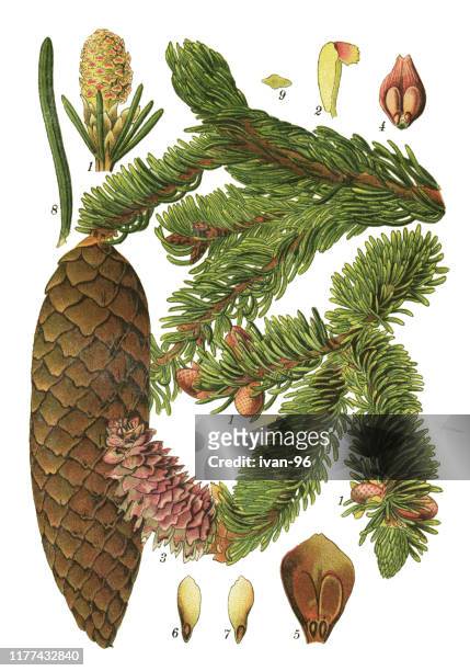 spruce - spruce stock illustrations