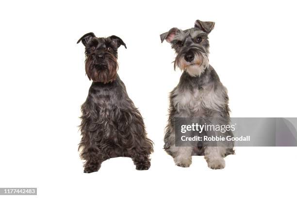 349 Gray Miniature Schnauzer Photos and Premium High Res Pictures - Getty Images 349 Gray Miniature Schnauzer Photos And Premium High Res Pictures - Getty Images