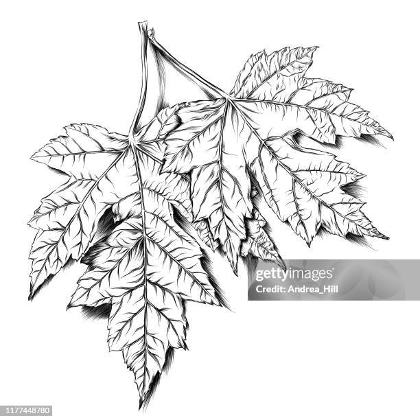 maple leaves vector ink drawing - maple tree canada stock illustrations
