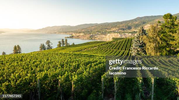 okanagan valley, vineyards at sunset before harvesting. british columbia, canada - penticton stockfoto's en -beelden