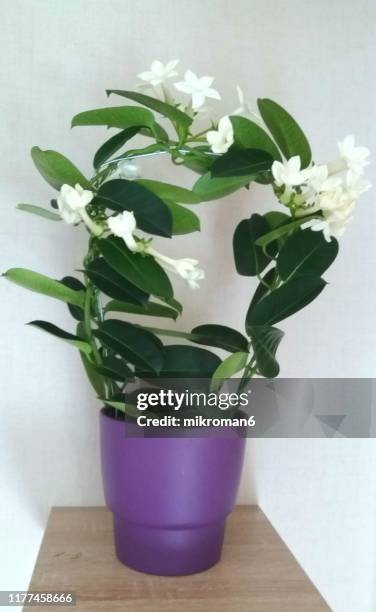 stephanotis floribunda (madagascar jasmine, waxflower, hawaiian wedding flower, bridal wreath) - jasmine stock pictures, royalty-free photos & images