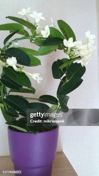 stephanotis floribunda (madagascar jasmine, waxflower, hawaiian wedding flower, bridal wreath) - jardim-de-madagascar - fotografias e filmes do acervo