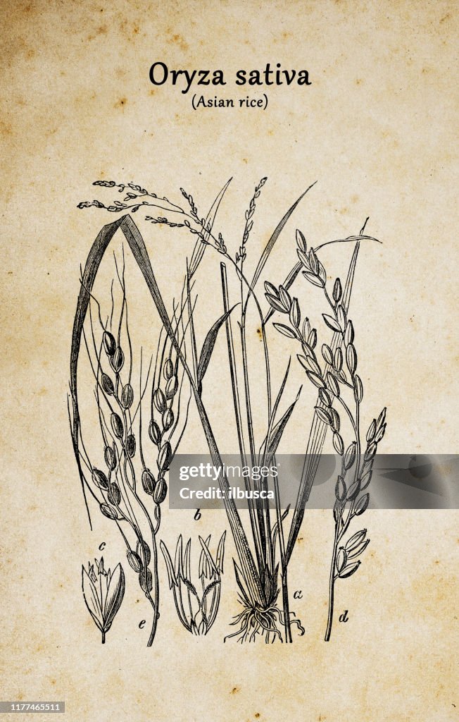 Botany plants antique engraving illustration: Oryza sativa (Asian rice)