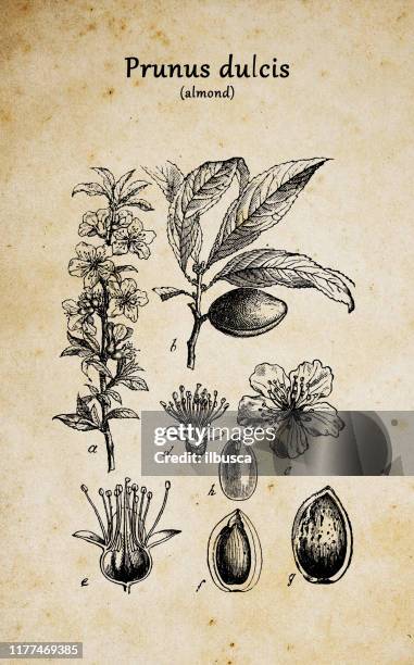 ilustrações de stock, clip art, desenhos animados e ícones de botany plants antique engraving illustration: prunus dulcis, syn. prunus amygdalus (almond) - amendoas