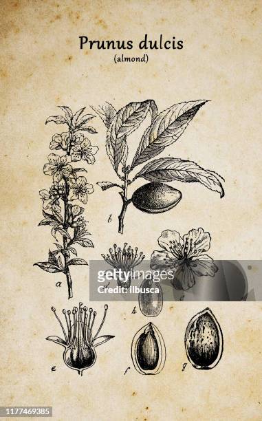 botany plants antique engraving illustration: prunus dulcis, syn. prunus amygdalus (almond) - almond branch stock illustrations