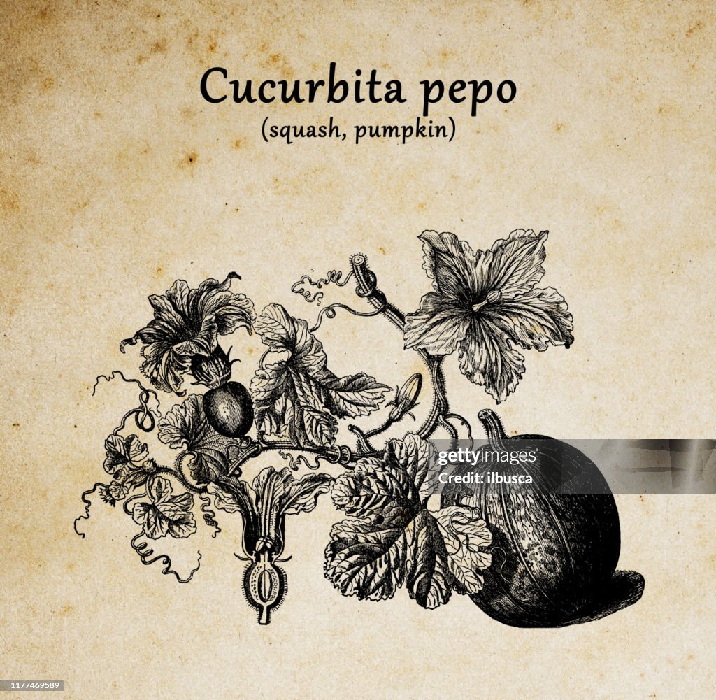 Botany plants antique engraving illustration: Cucurbita pepo (pumpkin)