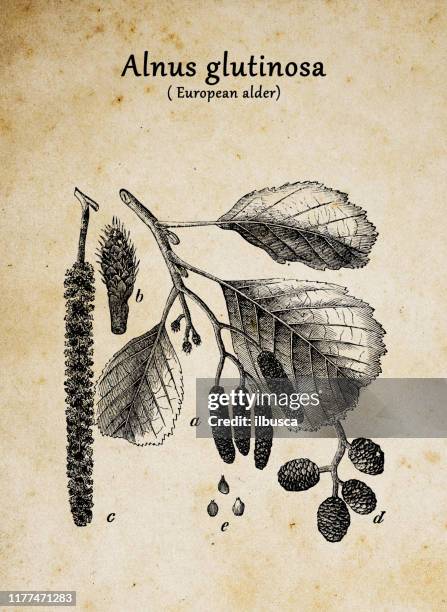 botany plants antique engraving illustration: alnus glutinosa (common alder, black alder, european alder, alder) - elderberry stock illustrations