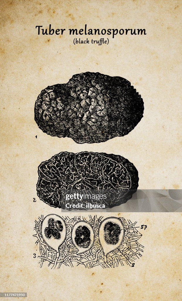 Botany plants antique engraving illustration: Tuber melanosporum (black truffle)