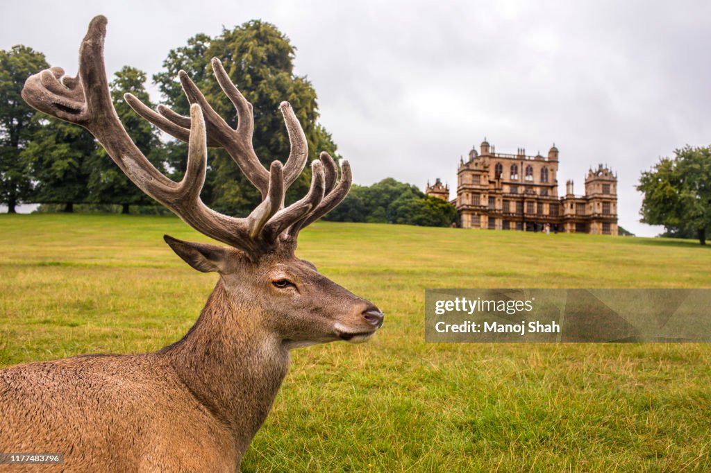 Red Deer in front of Wallaton Hall