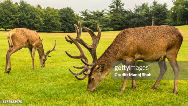 red deer at wallaton park - cervo maschio foto e immagini stock