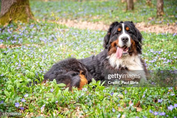 a bernese mountain dog in the forest, sprintime, romania - berner sennenhond stockfoto's en -beelden