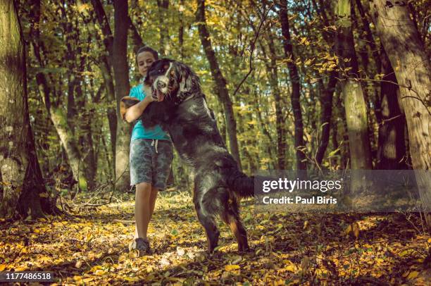 boy hugging a bernese mountain dog in the forest, transylvania,romania - sept bildbanksfoton och bilder