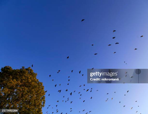 carrion crows in the blue sky (corvus corone) - dead raven stock pictures, royalty-free photos & images