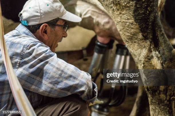 hommes aînés trayant la vache - fermier lait photos et images de collection