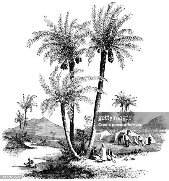 ilustrações de stock, clip art, desenhos animados e ícones de date palm trees in rural israel - ottoman empire 19th century - palmeira das tâmaras