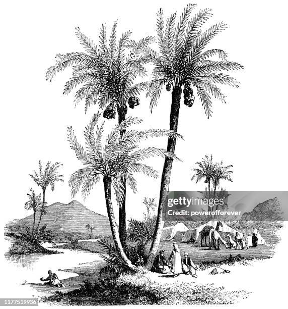 date palm trees in rural israel - ottoman empire 19th century - date palm tree stock illustrations