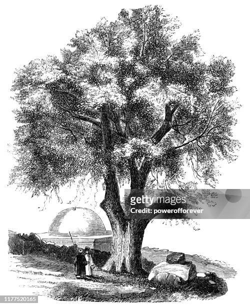 palestine oak tree in rural israel - ottoman empire 19th century - live oak tree stock illustrations