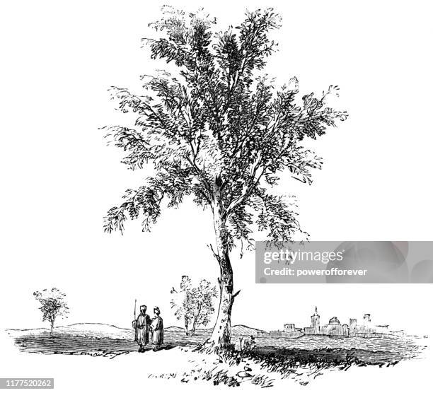 illustrations, cliparts, dessins animés et icônes de arbre d'amande dans le liban rural - empire ottoman 19ème siècle - almond tree