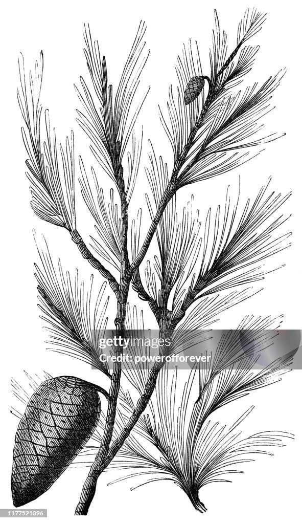 Aleppo Pine Tree Pine Cones - 19th Century