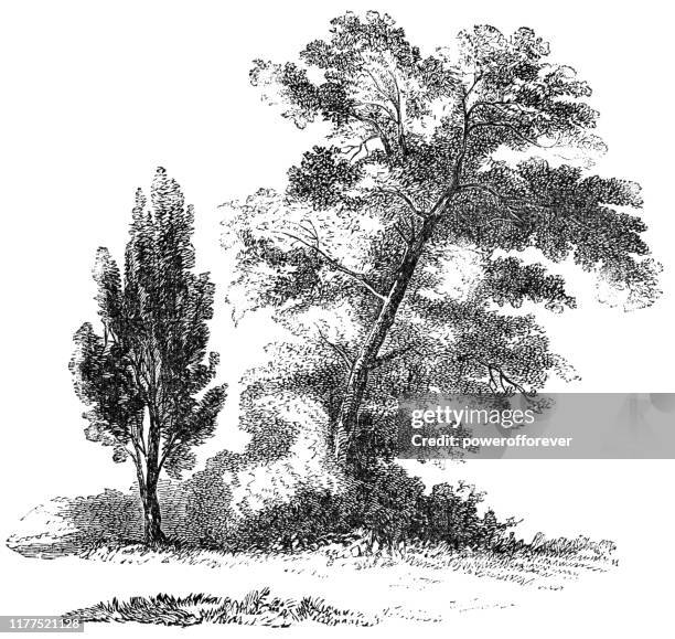 stockillustraties, clipart, cartoons en iconen met juniper boom in landelijke israël-ottomaanse rijk 19e eeuw - jeneverbes conifeer