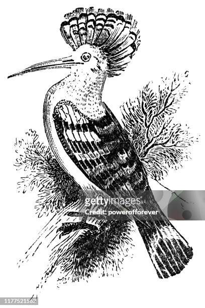 ilustraciones, imágenes clip art, dibujos animados e iconos de stock de pájaro hoopoe euroasiático - siglo xix - abubilla