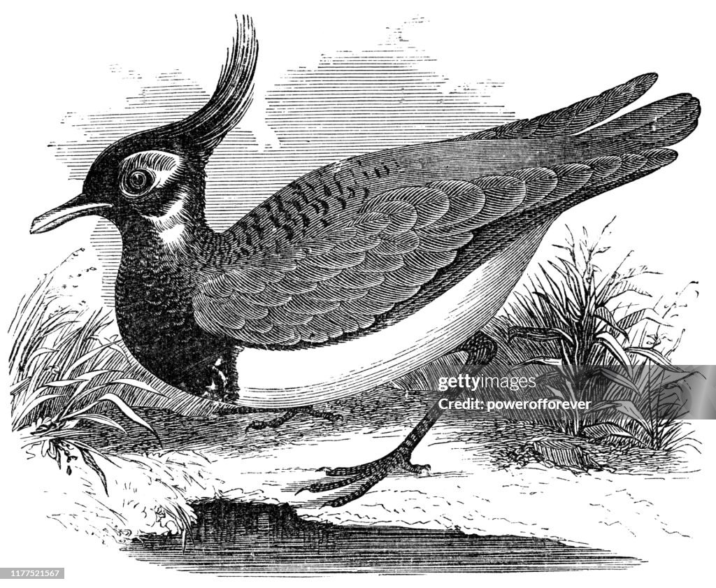 Northern Lapwing Bird - 19th Century