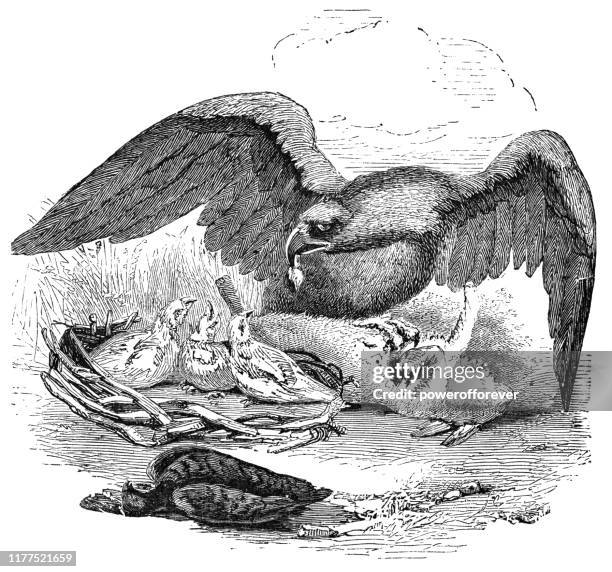 white-tailed eagle bird feeding her young - 19th century - white tailed eagle chick stock illustrations