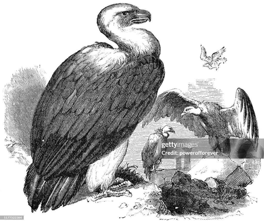 Griffon Vulture Birds - 19th Century