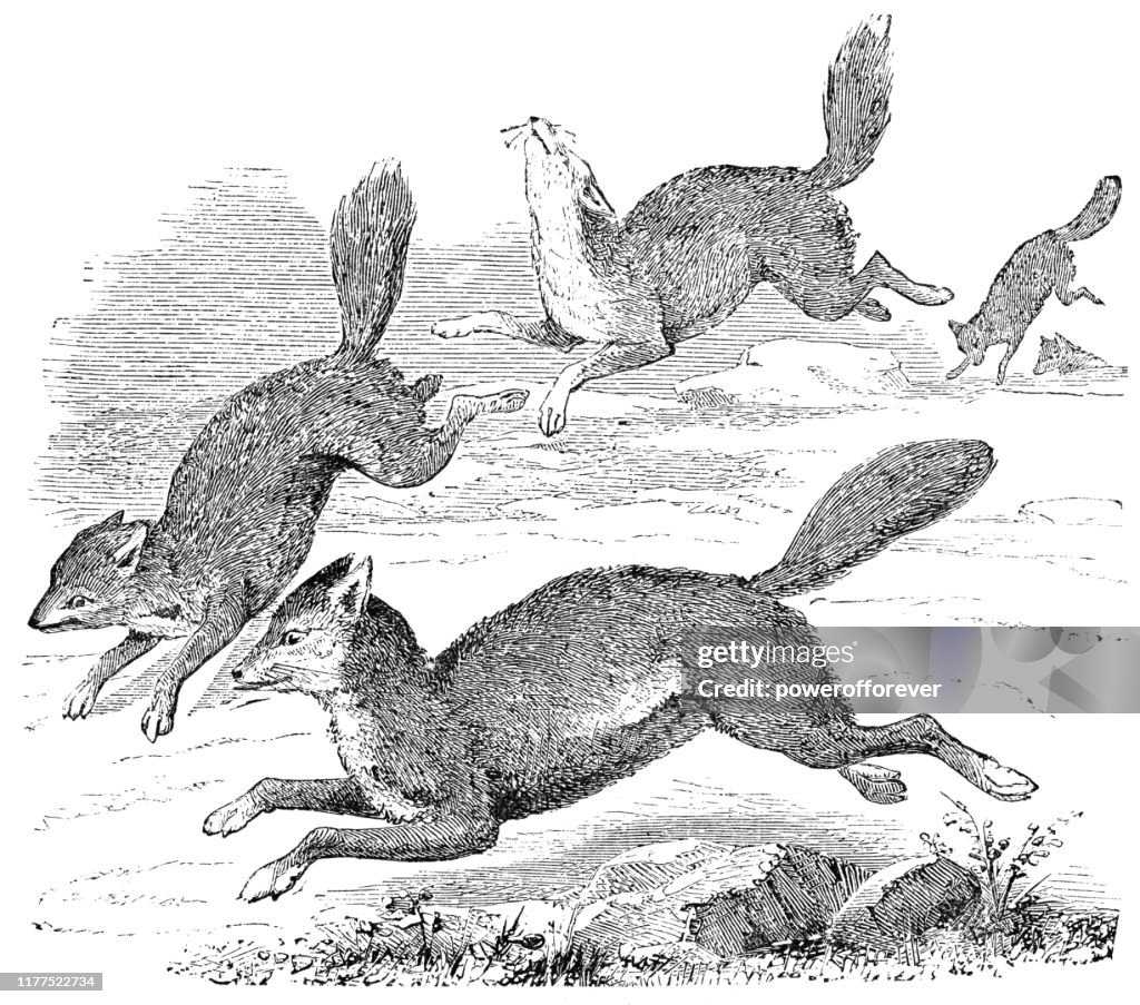 Syrian Golden Jackals - 19th Century