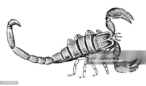 hebräischer tonwerfer skorpion - 19. jahrhundert - deathstalker scorpion stock-grafiken, -clipart, -cartoons und -symbole