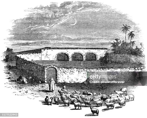 shepherd corralling sheep into a sheepfold in the west bank, palestine - ottoman empire 19th century - stone wall stock illustrations