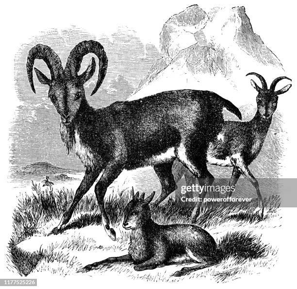 wild goats - 19th century - kid goat stock illustrations