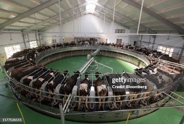 Dairy cows stand in an automated milking carousel at an EkoNiva-APK dairy farm, operated by Ekosem-Agrar AG, in Ulanovo vollage, near Kaluga, Russia,...
