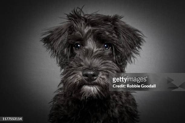 headshot of a black schnauzer/poodle mix puppy looking at the camera sitting in front of a grey backdrop - pelo de animal imagens e fotografias de stock