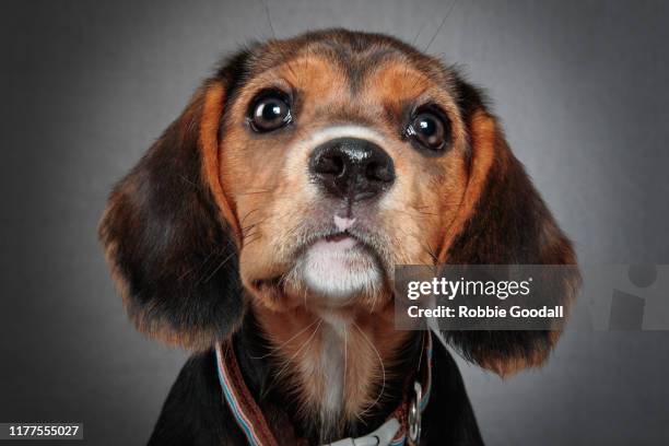 headshot of a beaglier puppy looking at the camera on a gray backdrop. the beaglier is a cross between a beagle and cavalier charles spaniel. - puppy eyes stock pictures, royalty-free photos & images