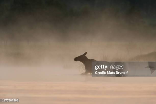 moose walking in the lake - moose swedish stock pictures, royalty-free photos & images