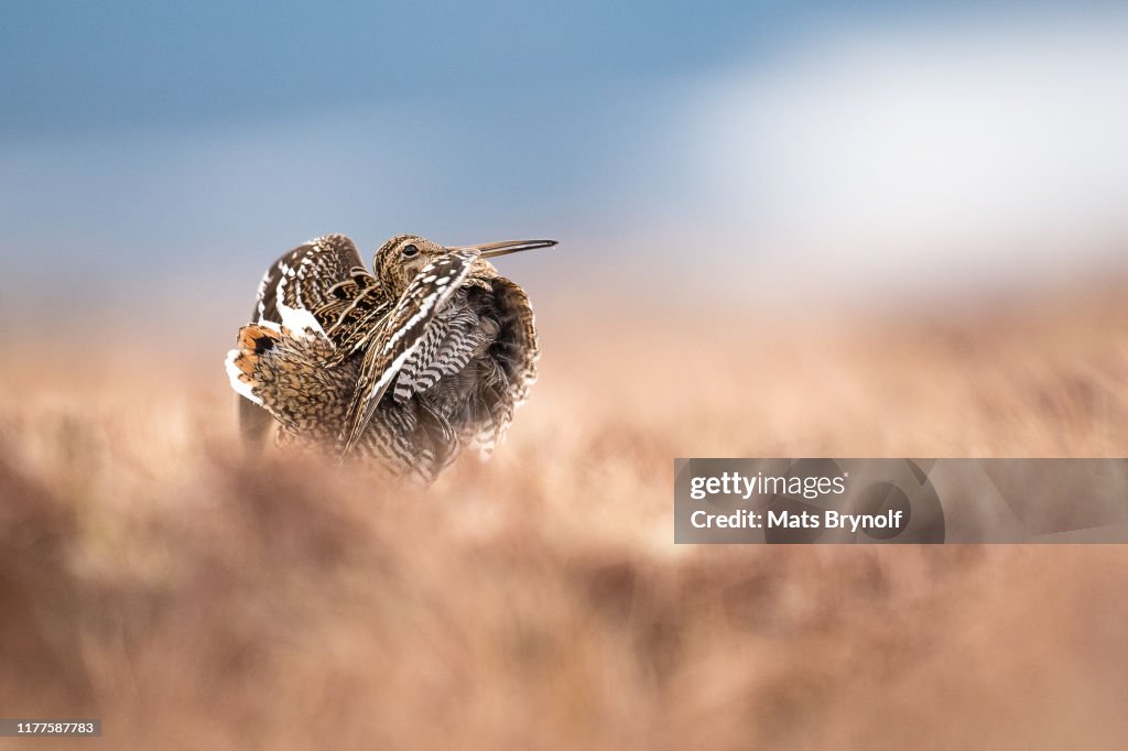 Great Snipe bird displaying