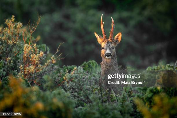 roe deer in morning light - roe deer fotografías e imágenes de stock