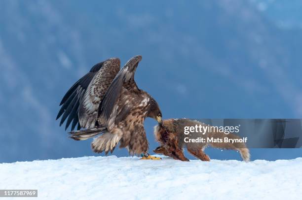 white-tailed eagle with fox kill - white tailed eagle stock pictures, royalty-free photos & images